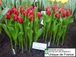 [Unique de France JWS DSC07833.jpg]